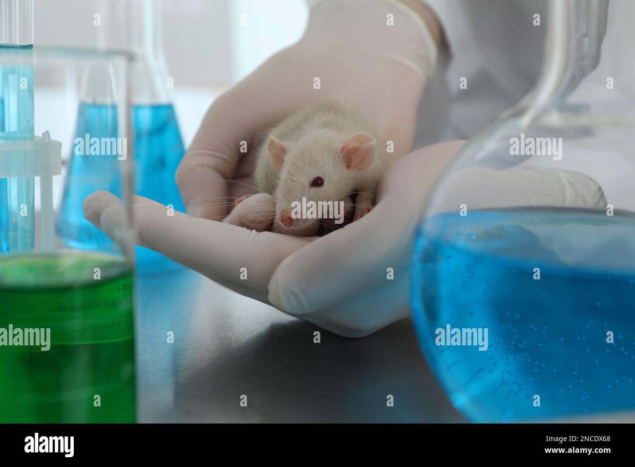 Scientist with rat in chemical laboratory, closeup. Animal testing