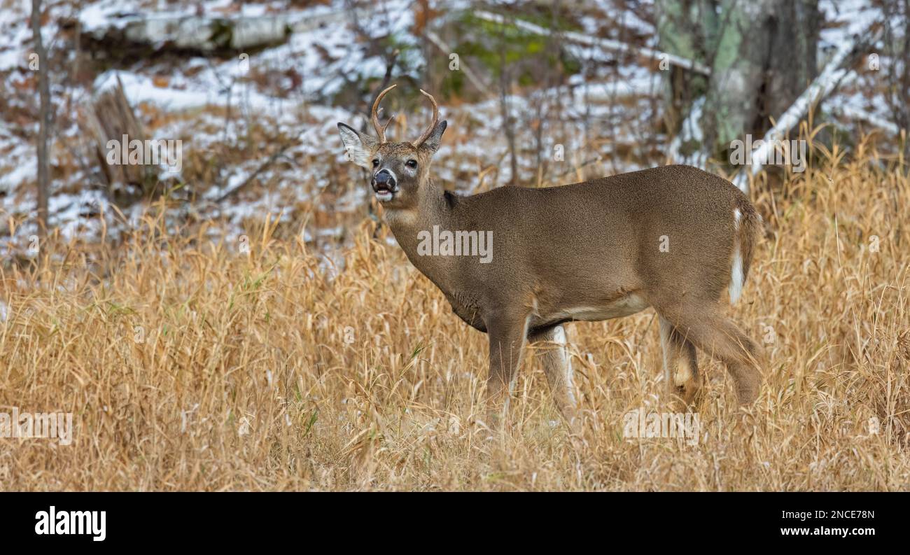 Wi Whitetail Rut Young white-tailed buck during the rut in northern Wisconsin Stock ...