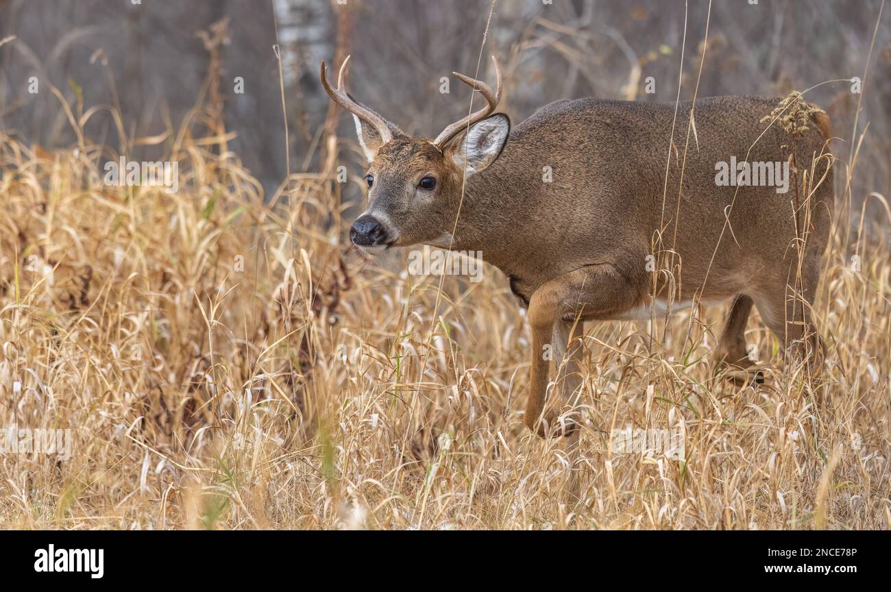Wi Whitetail Rut White-tailed buck during the rut in northern Wisconsin Stock Photo - Alamy