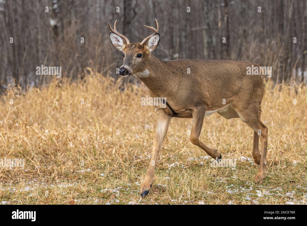 Wi Whitetail Rut White-tailed buck during the rut in northern Wisconsin Stock Photo - Alamy