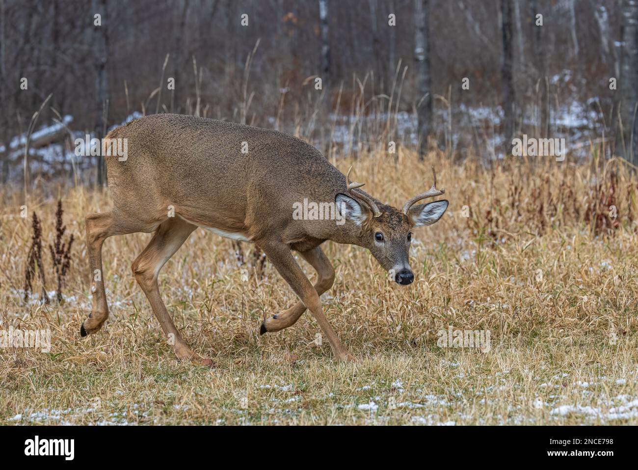 Wi Whitetail Rut White-tailed buck during the rut in northern Wisconsin Stock Photo - Alamy
