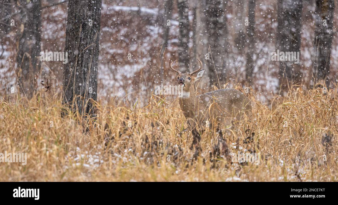 Whitetailed buck during the rut in northern Wisconsin Stock Photo Alamy