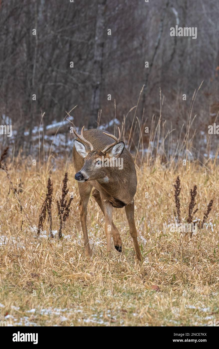 Whitetailed buck during the rut in northern Wisconsin Stock Photo Alamy