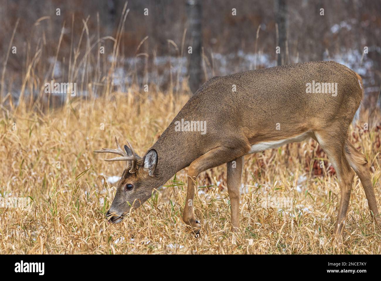 Whitetailed buck during the rut in northern Wisconsin Stock Photo Alamy