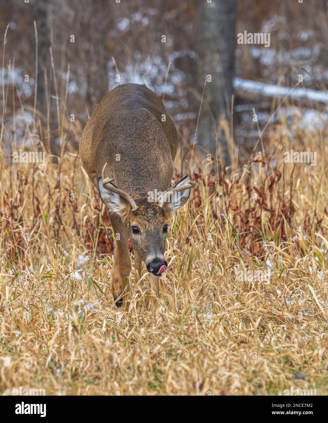 Whitetailed buck during the rut in northern Wisconsin Stock Photo Alamy