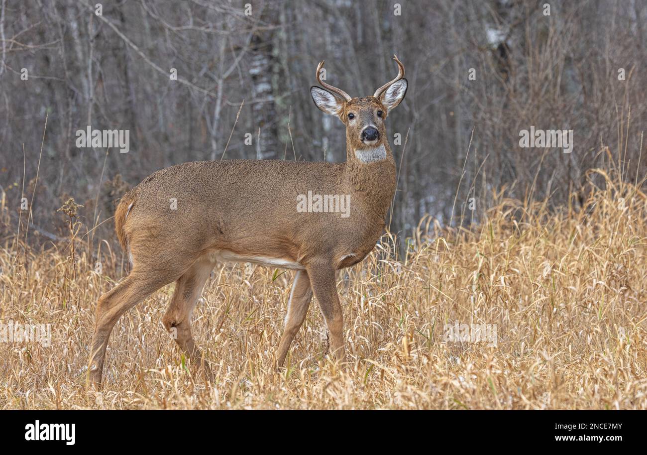 Whitetailed buck during the rut in northern Wisconsin Stock Photo Alamy