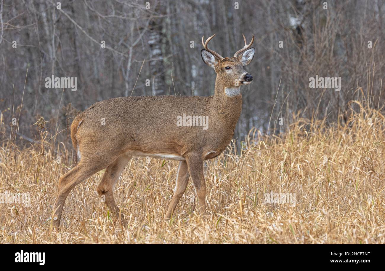 Whitetailed buck during the rut in northern Wisconsin Stock Photo Alamy