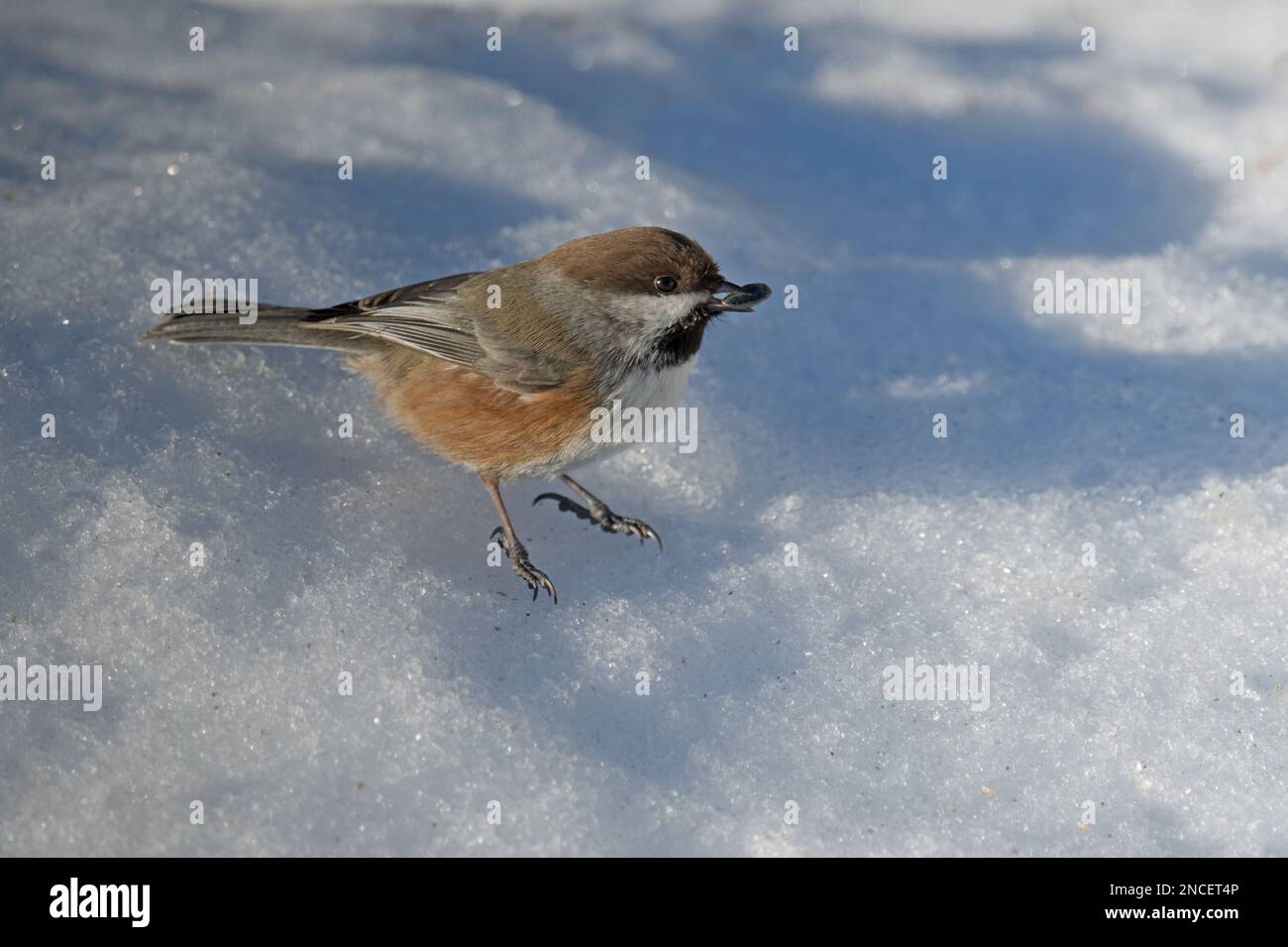 Boreal Chickadee up close on snow, Grass Point State Park at 1000 Islands, winter 2023 Stock
