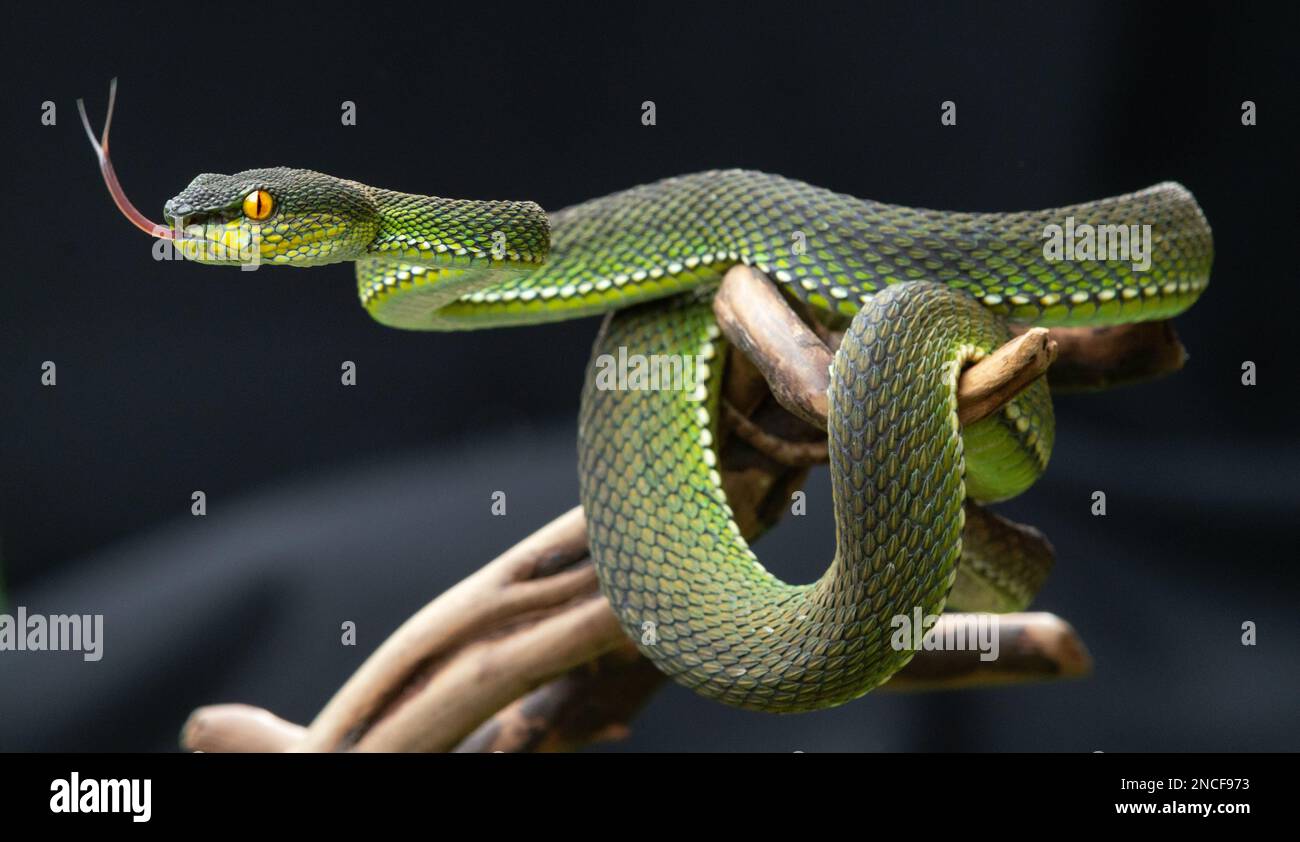 Green viper snake in close up Stock Photo