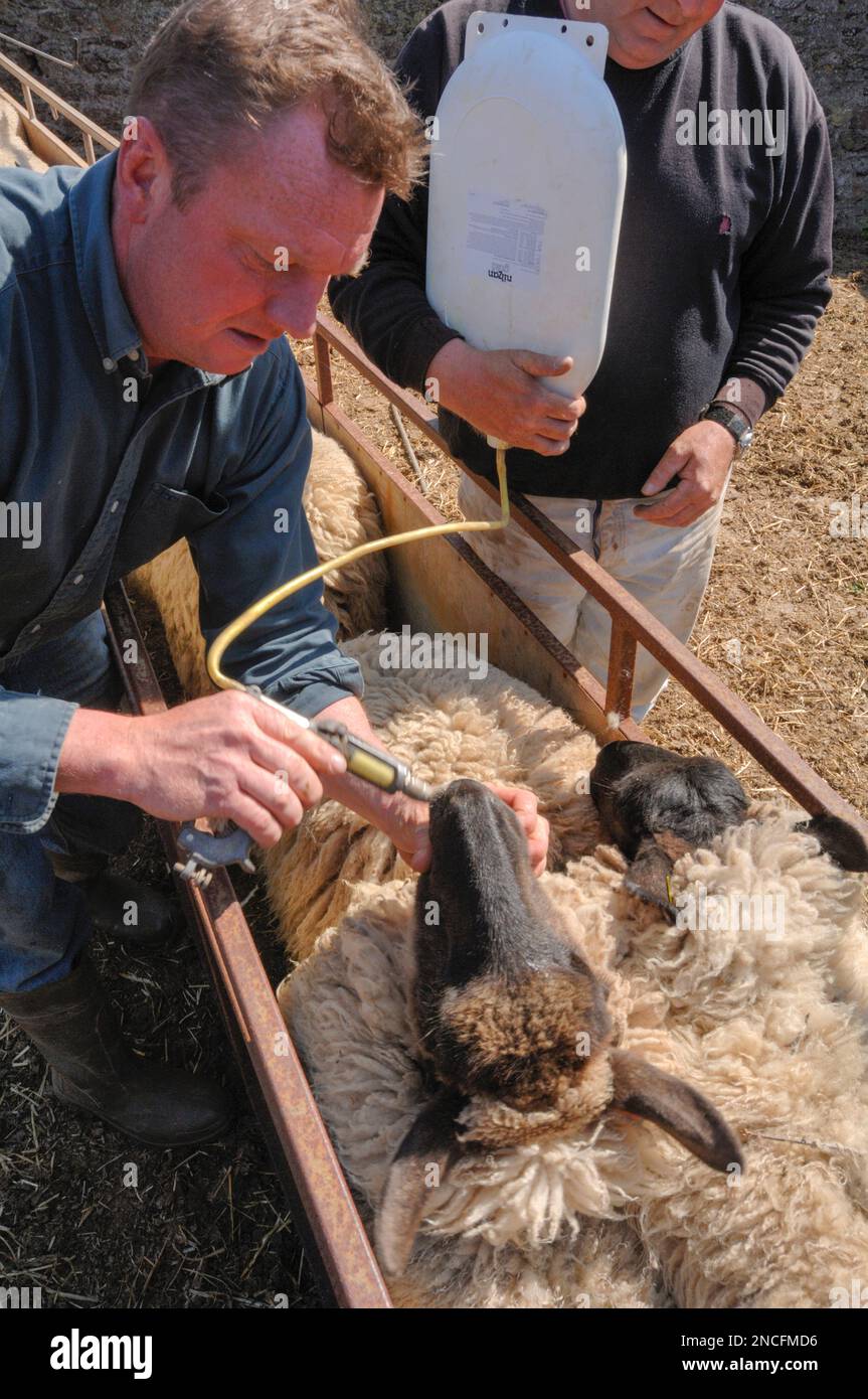 Farmers administering medication to sheep Stock Photo - Alamy
