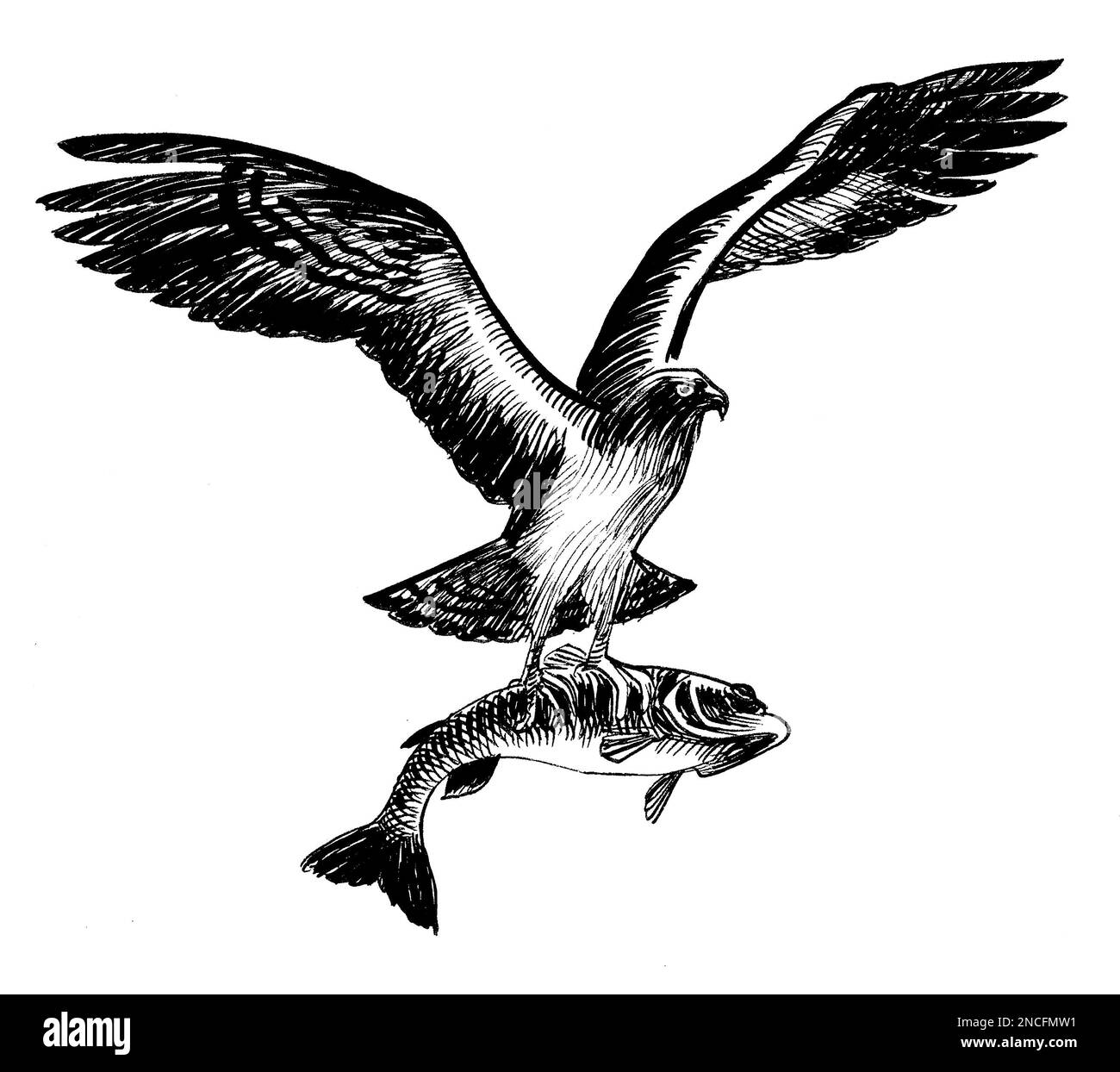 Eagle Catching Fish Drawing
