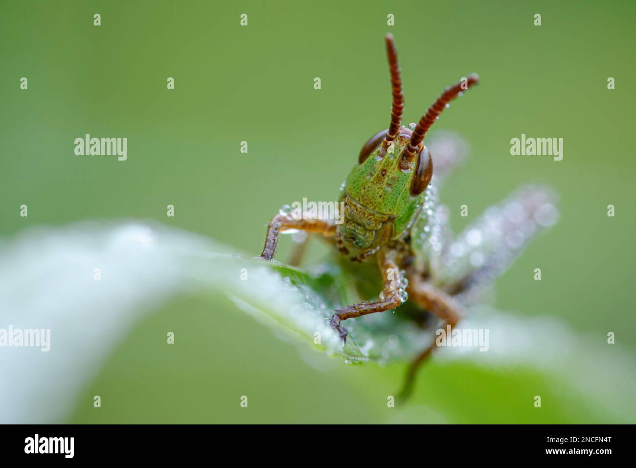Meadow grasshopper Stock Photo