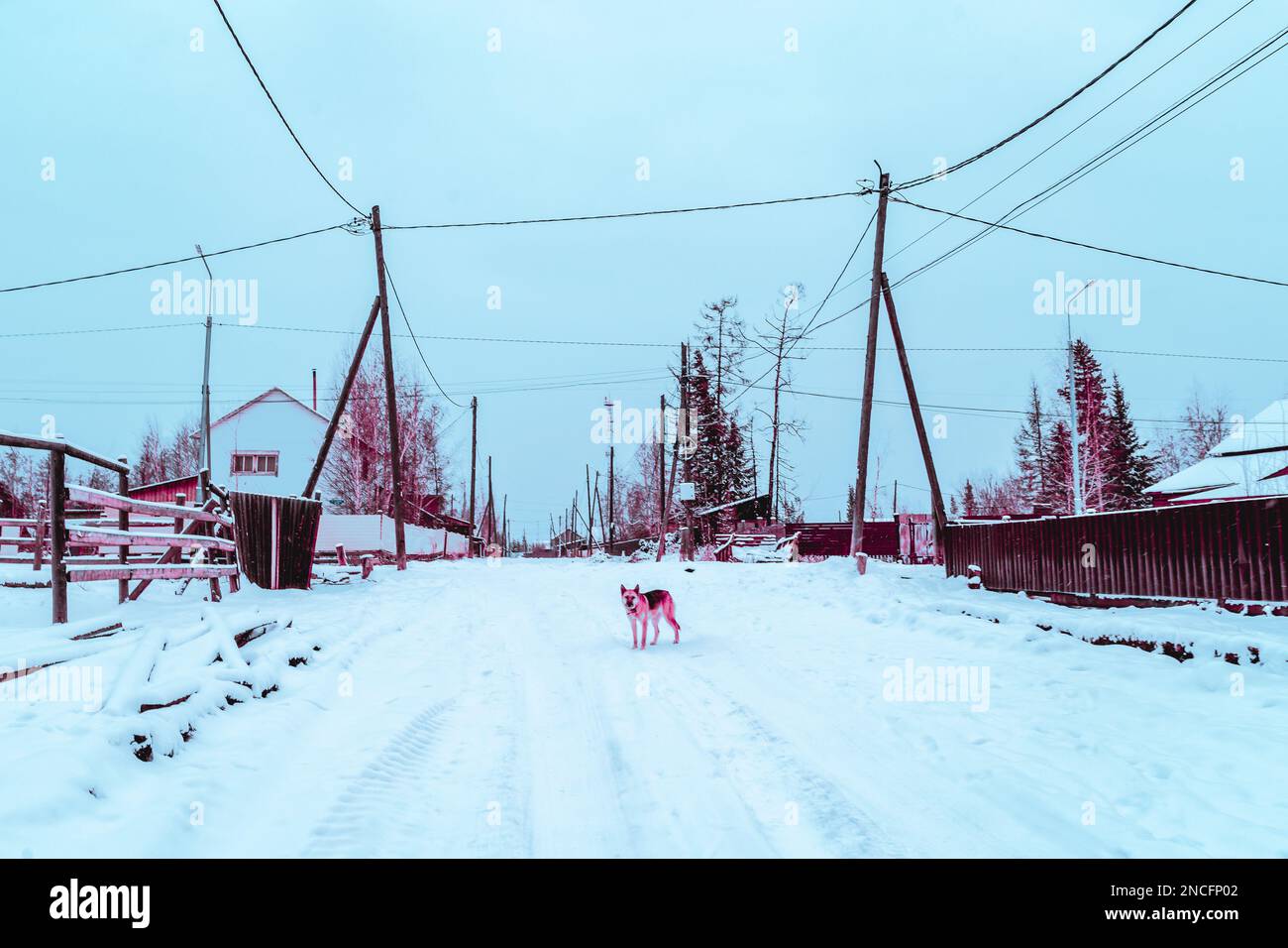 Abstract cyberpunk style photo of a standing dog in the snow on a village road in Yakutia. Stock Photo