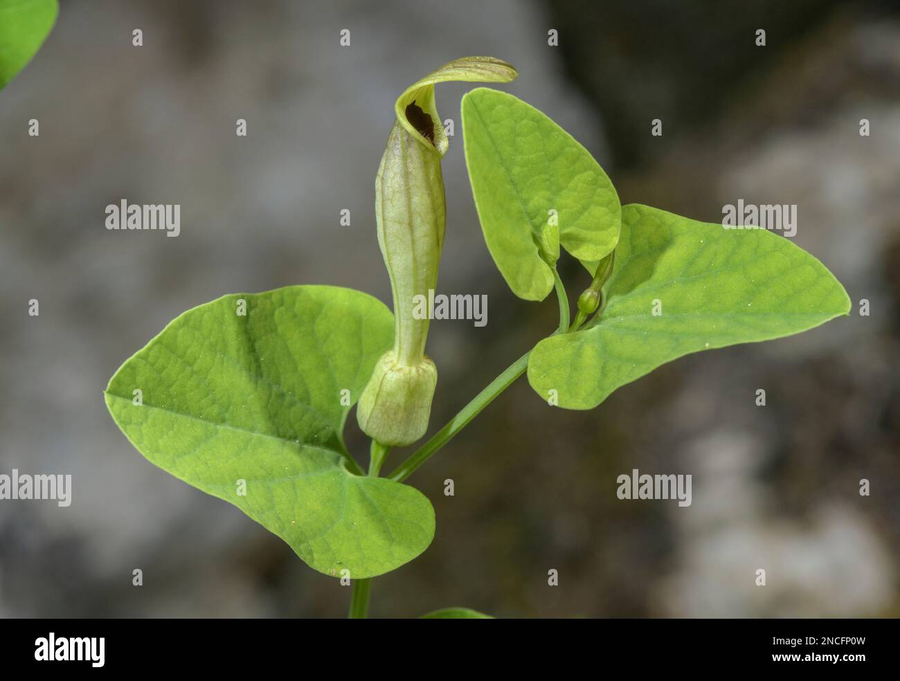 Pale birthwort (Aristolochia pallida) in flower Stock Photo - Alamy
