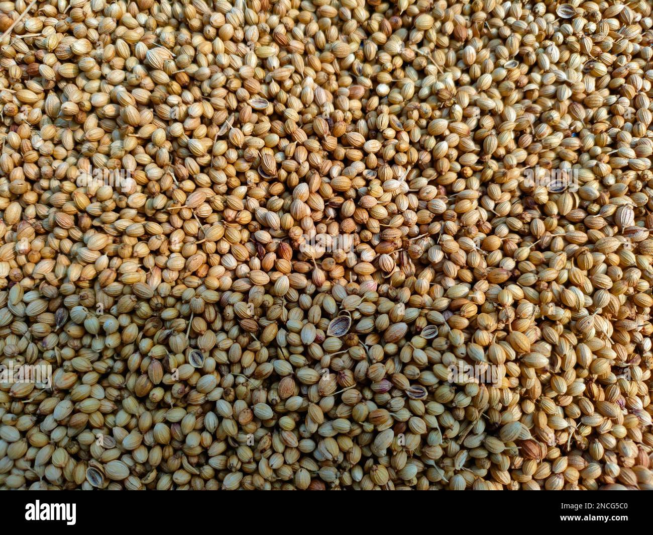 whole coriander seeds spread out kept for drying in sunlight Stock