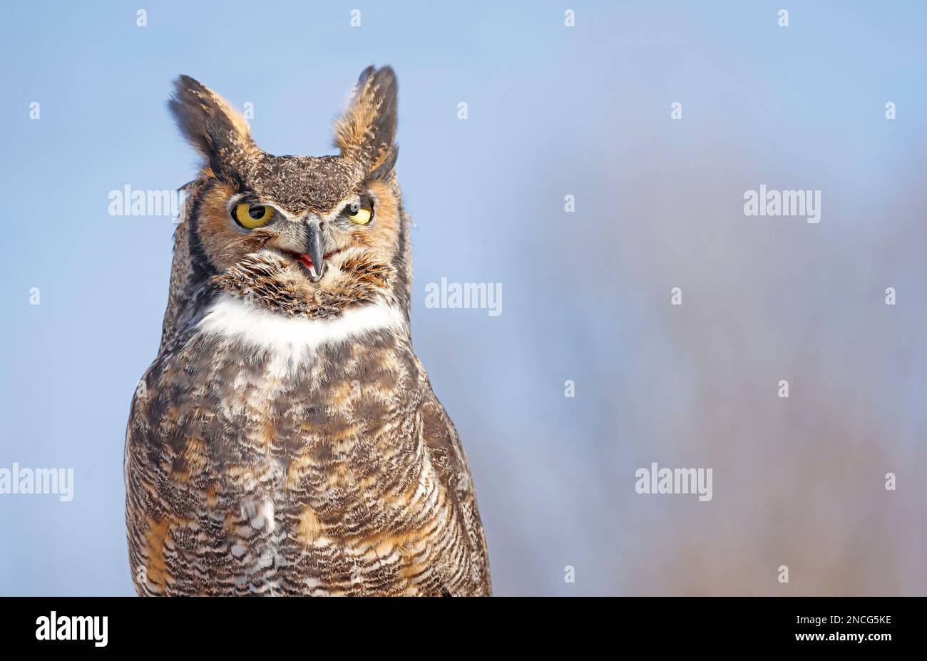 Great-horned Owl portrait, Quebec, Canada Stock Photo
