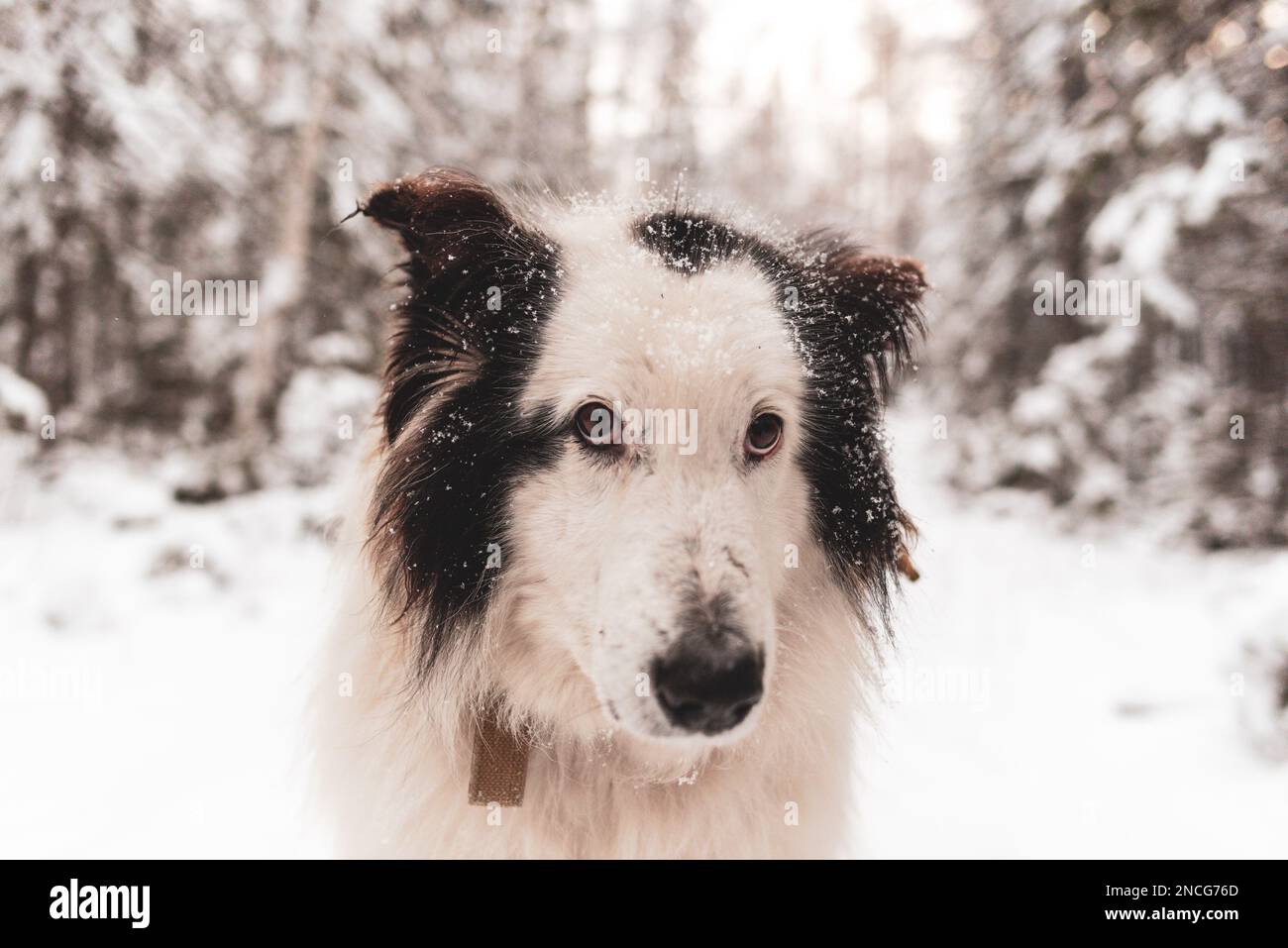 Portrait of the shy face of an old white dog of the Yakut Laika breed ...