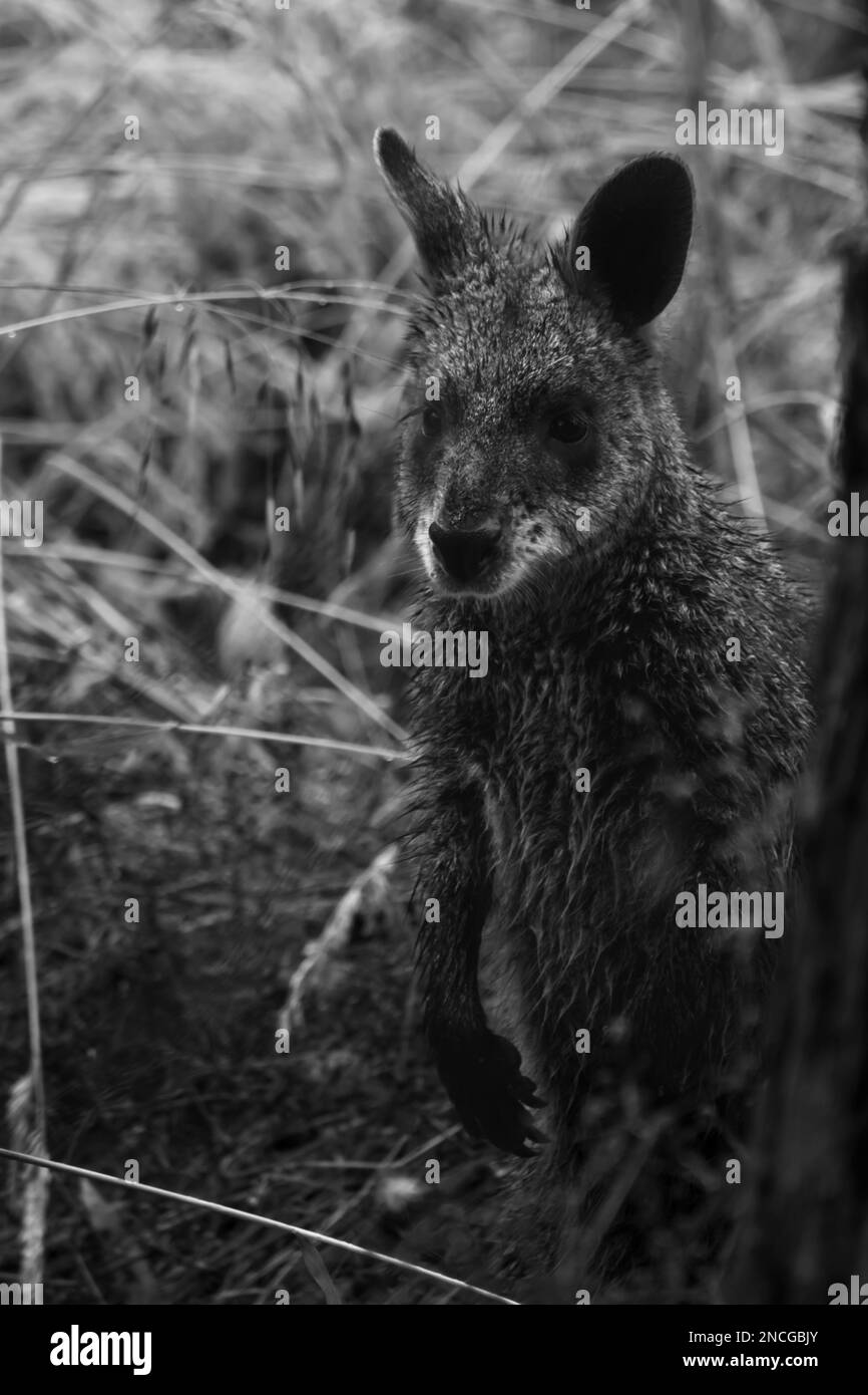 The most adorable Swamp Wallaby Stock Photo Alamy