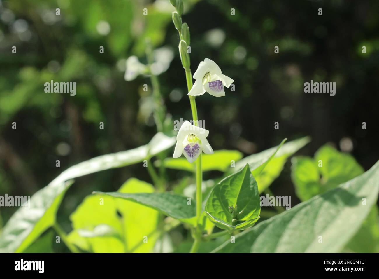 Asystasia gangetica is a species of plant in the family Acanthaceae. It is commonly known as the Chinese violet, coromandel or creeping foxglove. Stock Photo