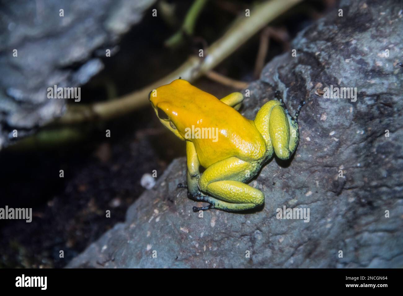 An endangered captive bicolored poison dart frog at the accredited