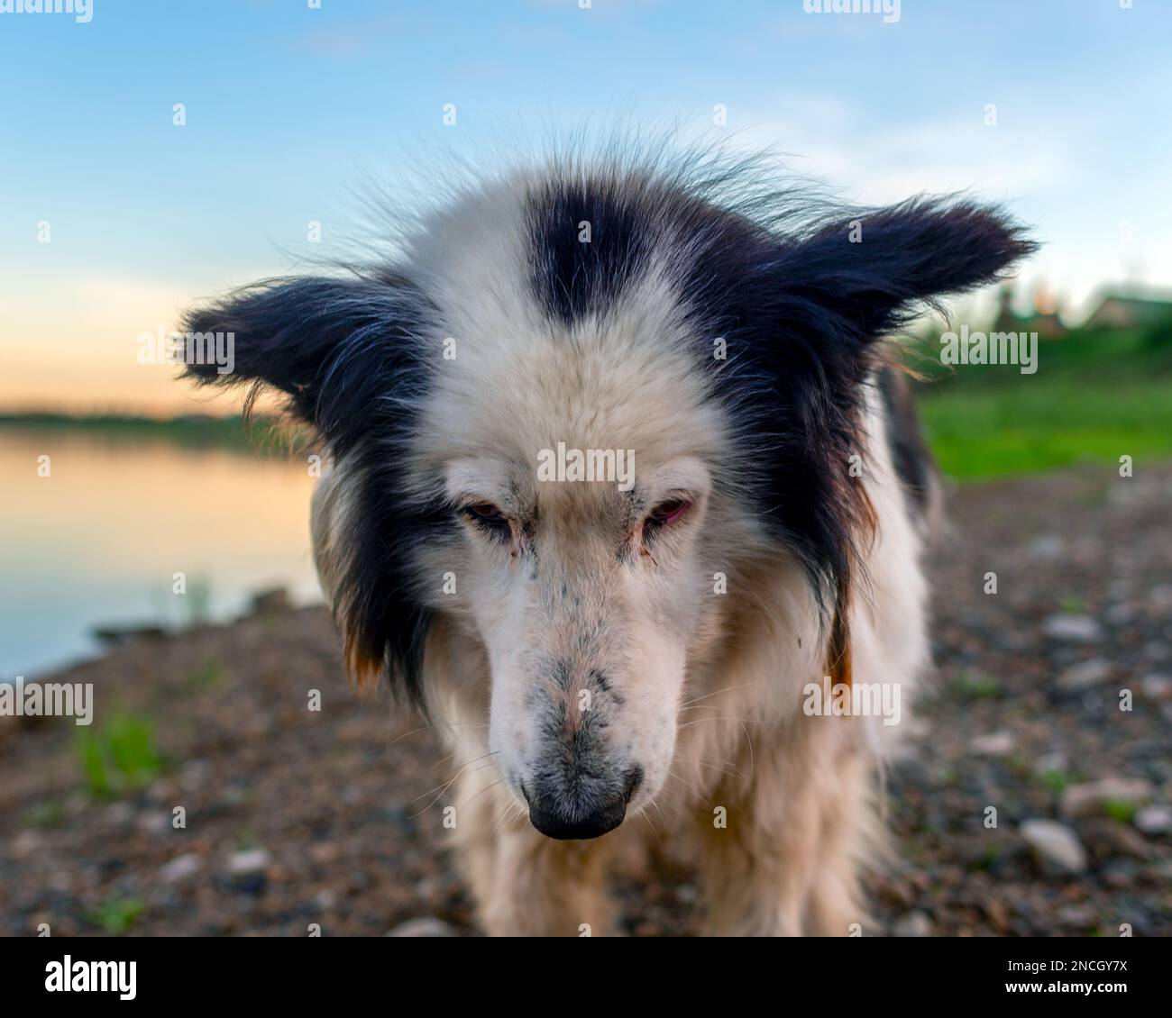 An old white dog standing with his head bowed and his eyes downcast sadly feeling guilty on the bank of a river in Yakutia. Stock Photo