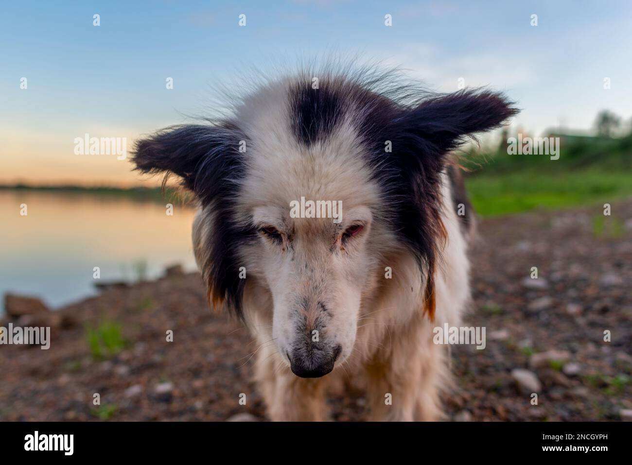 An old white dog standing with his head bowed and his eyes downcast sadly feeling guilty on the river bank in Yakutia during the day. Stock Photo