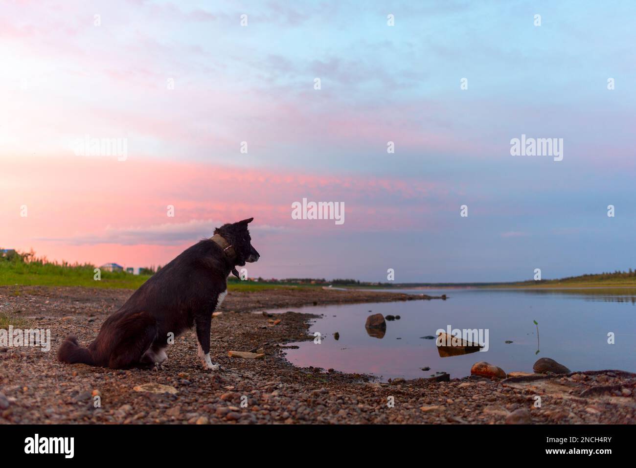 The black dog alonesits on the shore and looks at the river at sunset in the evening in Yakutia in Siberia. Stock Photo