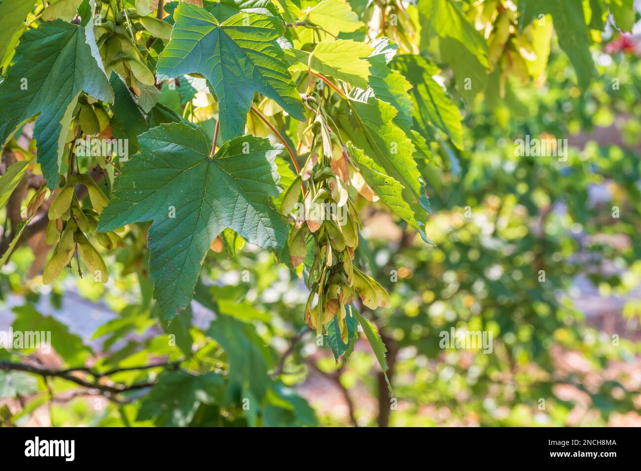 Summer branches of maple tree with green leaves and seeds. Summer ...