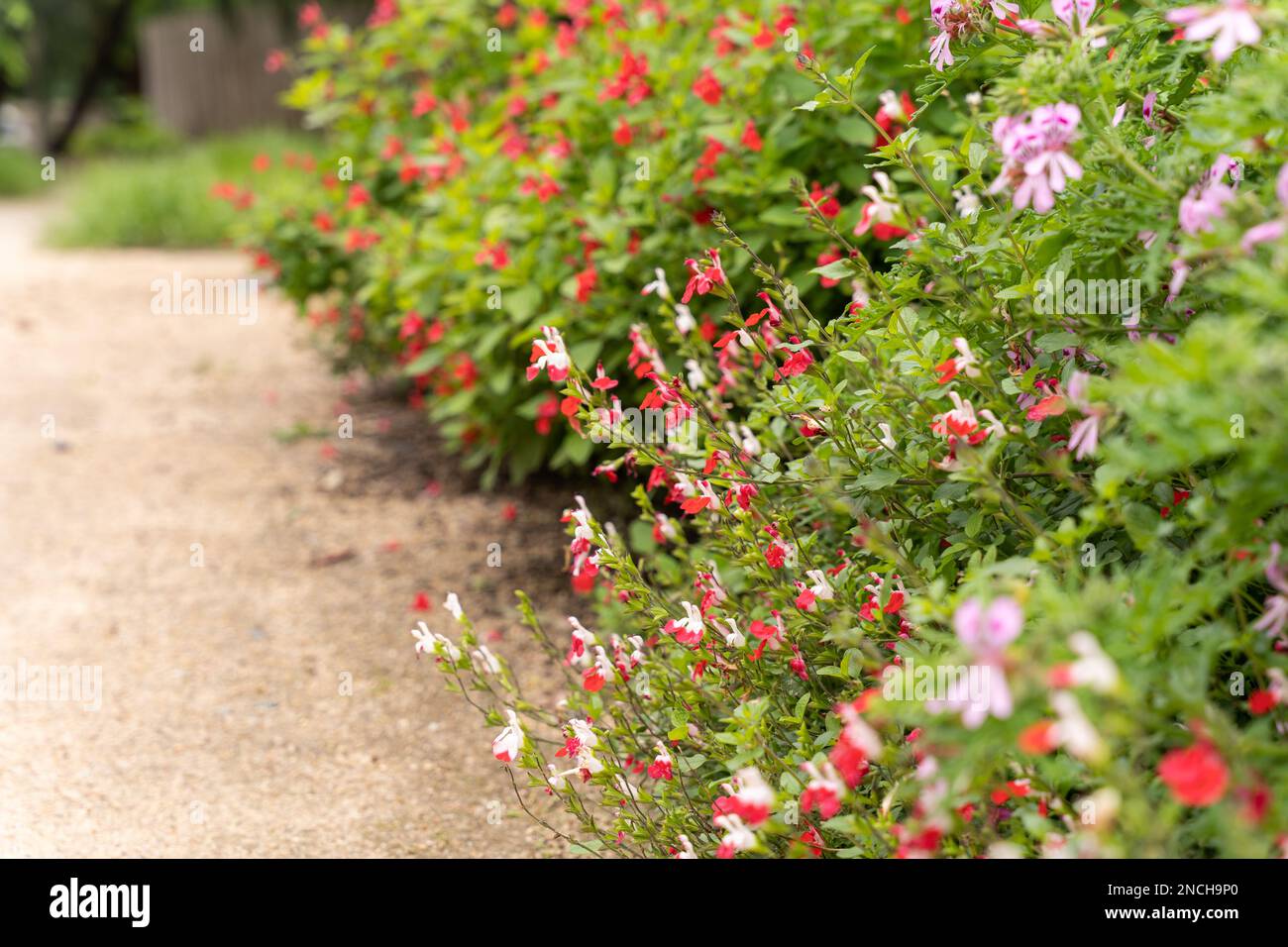 A border of cheery red and white Salvia microphylla, 'Hot lips' Stock Photo