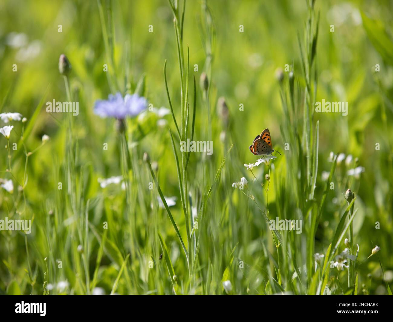 A field of wildflowers with a butterfly. Stock Photo