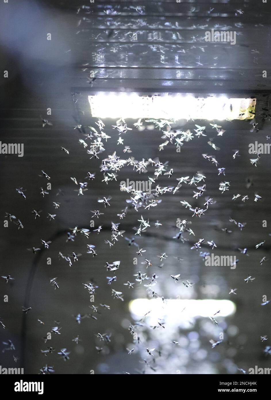 Pegau, Germany. 14th Feb, 2023. Black soldier flies in a rearing room at the 'made by made' insect farm. The farm breeds fly larvae as feed and for the production of plant fertilizer. Credit: Sebastian Willnow/dpa/Alamy Live News Stock Photo