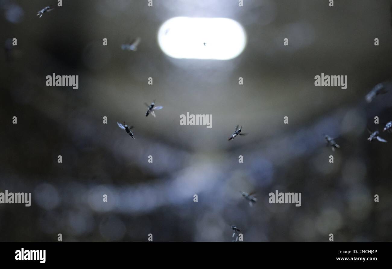 Pegau, Germany. 14th Feb, 2023. Black soldier flies in a rearing room at the 'made by made' insect farm. The farm breeds fly larvae as animal feed and for the production of plant fertilizer. (to 'Leipzig fly breeders: no alternative to eating insects') Credit: Sebastian Willnow/dpa/Alamy Live News Stock Photo