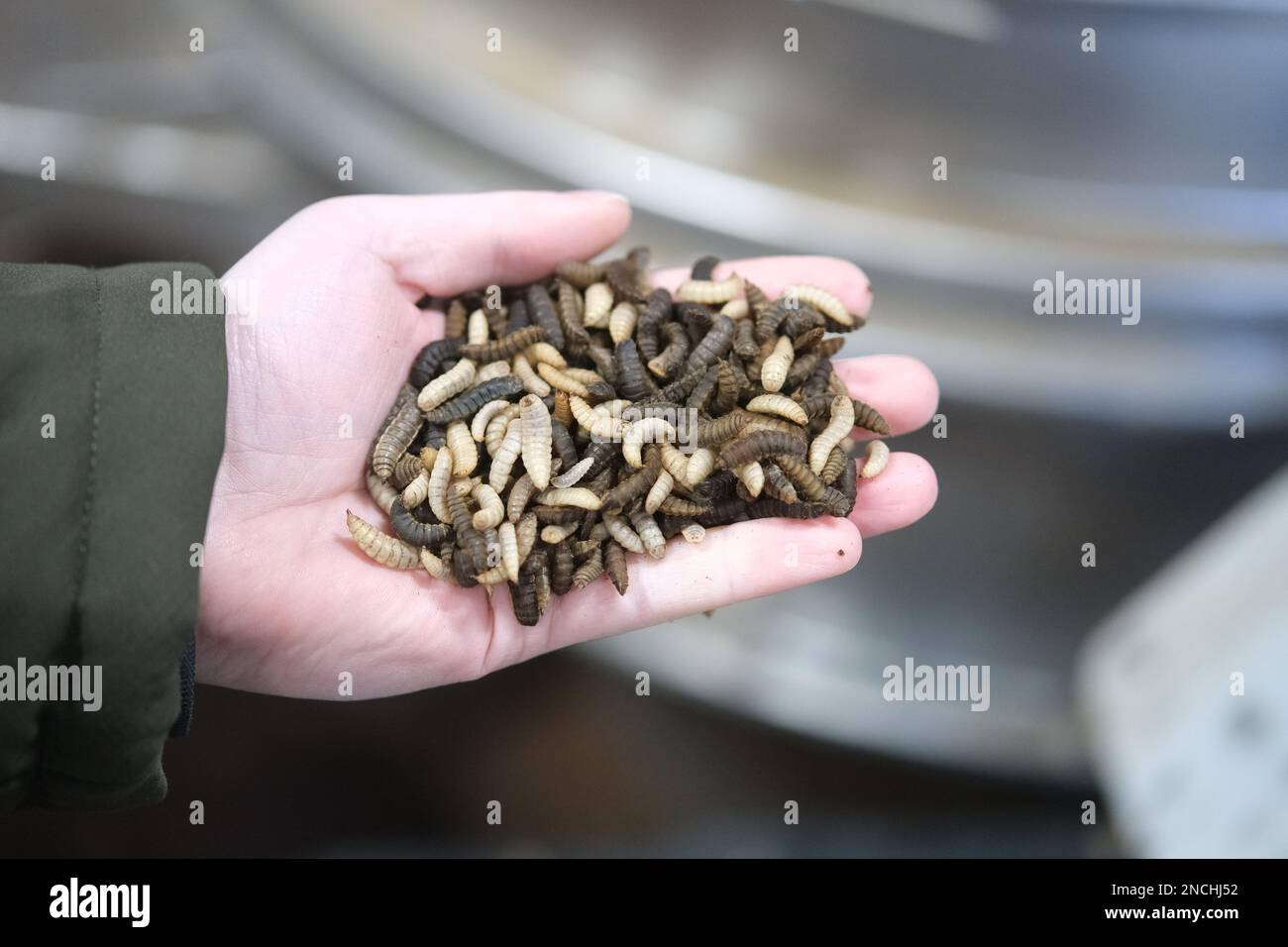 Pegau, Germany. 14th Feb, 2023. Live larvae of the black soldier fly in the insect farm 'made by made'. The farm breeds fly larvae as animal feed and for the production of plant fertilizer. (to 'Leipzig fly breeders: No alternative to eating insects') Credit: Sebastian Willnow/dpa/Alamy Live News Stock Photo