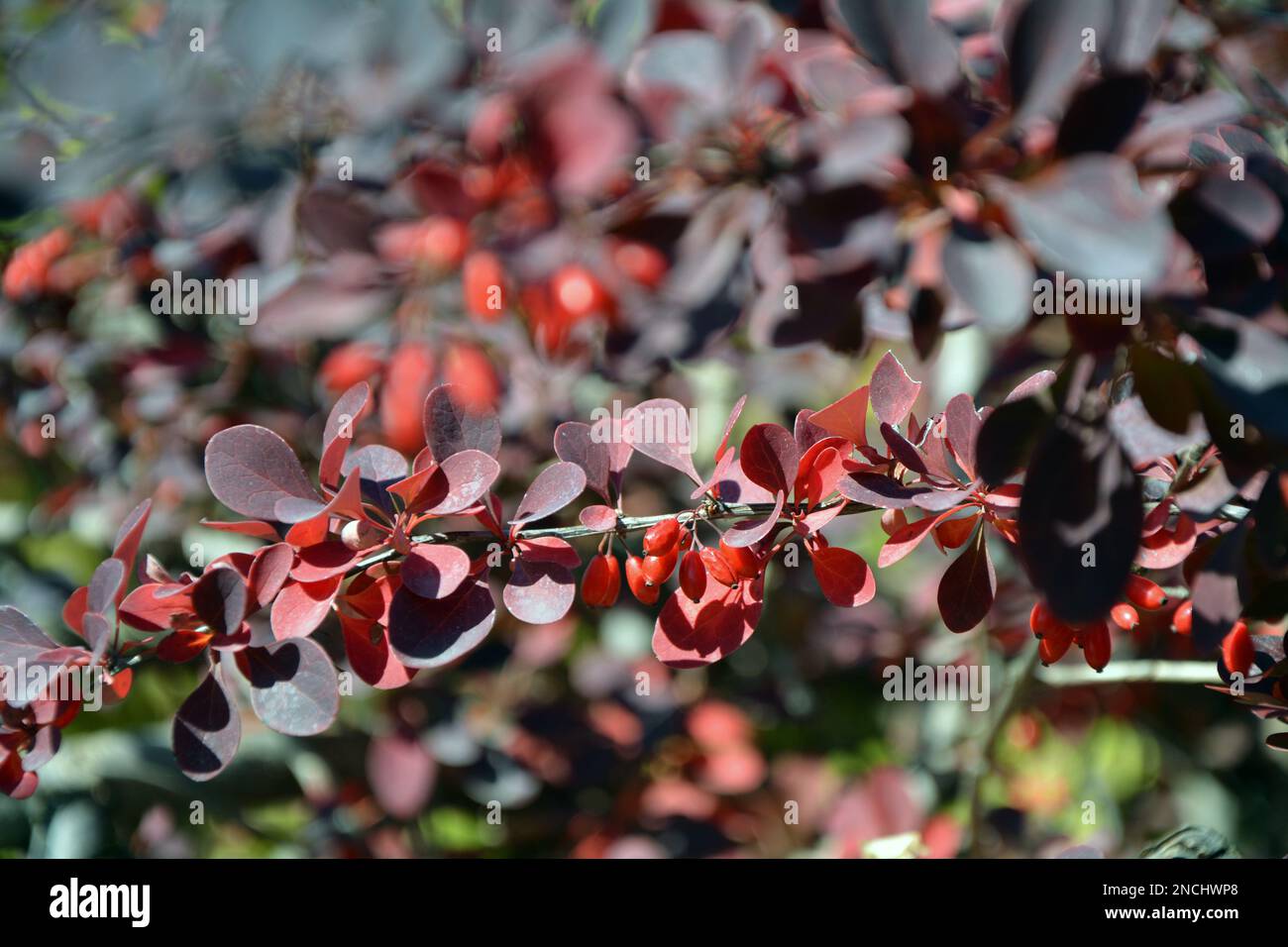 Closeup of the branches with red leaves and the ripe fruits of Japanese barberry (Berberis thunbergii) in autumn. Horizontal image, selective focus Stock Photo