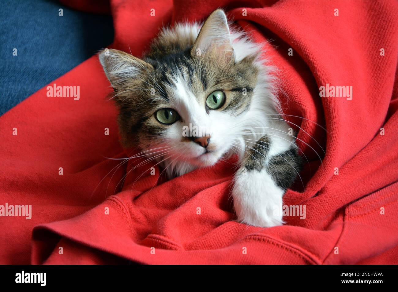 Closeup of a cute tabby domestic cat with long fur and green eyes wrapped in a red sweater on a dark blue sofa and staring at the camera. Stock Photo