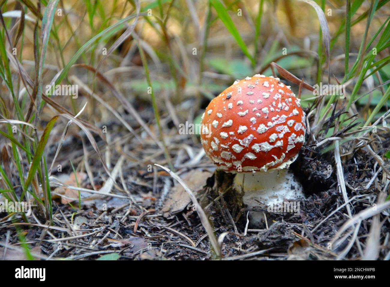 Closeup of a small mushroom fly agaric (Amanita muscaria). Horizontal image with selective focus and copy space Stock Photo