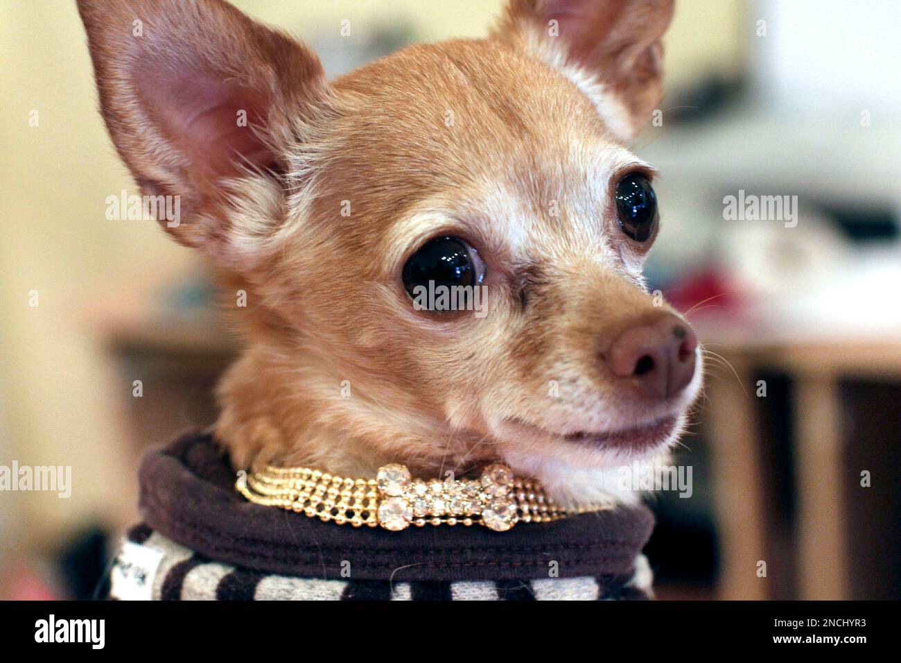 In this Sunday, Nov. 21, 2010 photo, Paco, a 5-year-old Chihuahua, wears a  Swarovski crystal dog collar at the Beverly Hills Mutt Club in Beverly  Hills, Calif. The shop is small but