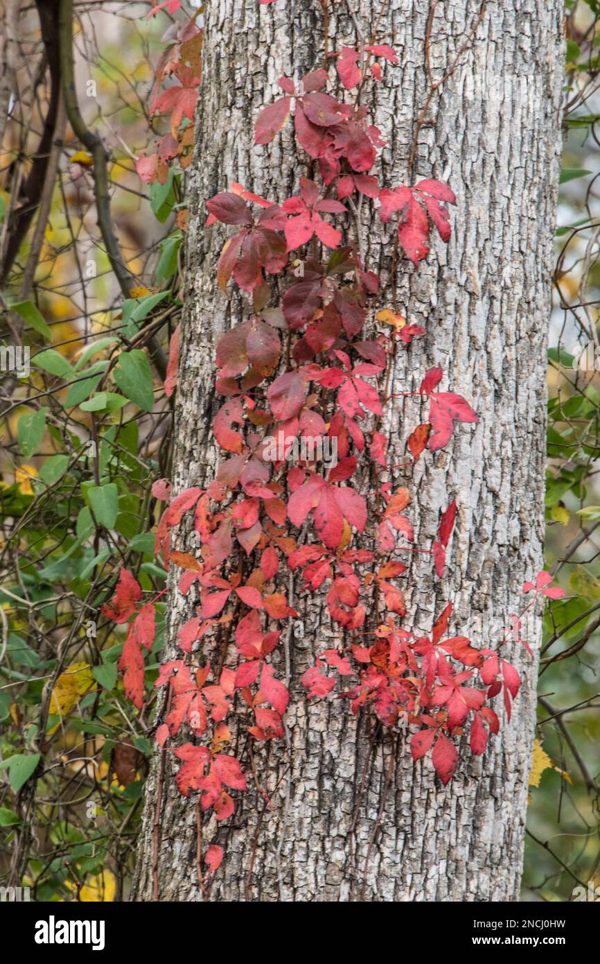 A colorful vine climbs up the rough bark of a tree in Great Dismal ...