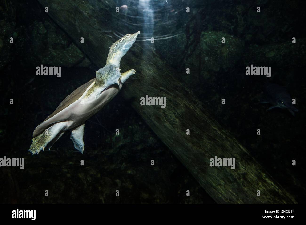 A soft-shelled turtle swims toward the surface at Virginia Beach Aquarium, Virginia, USA Stock Photo