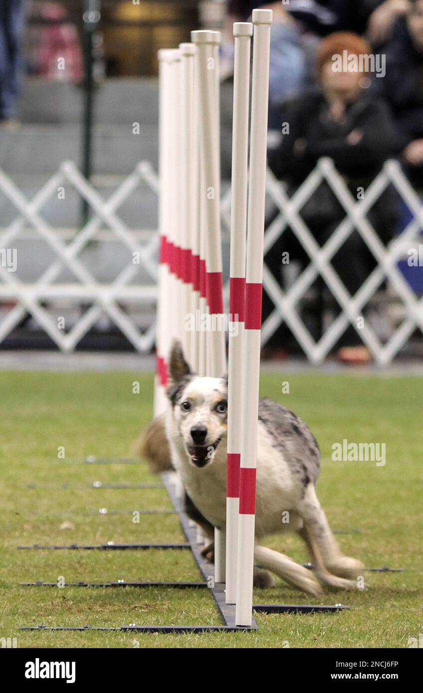 Eukanuba agility best sale