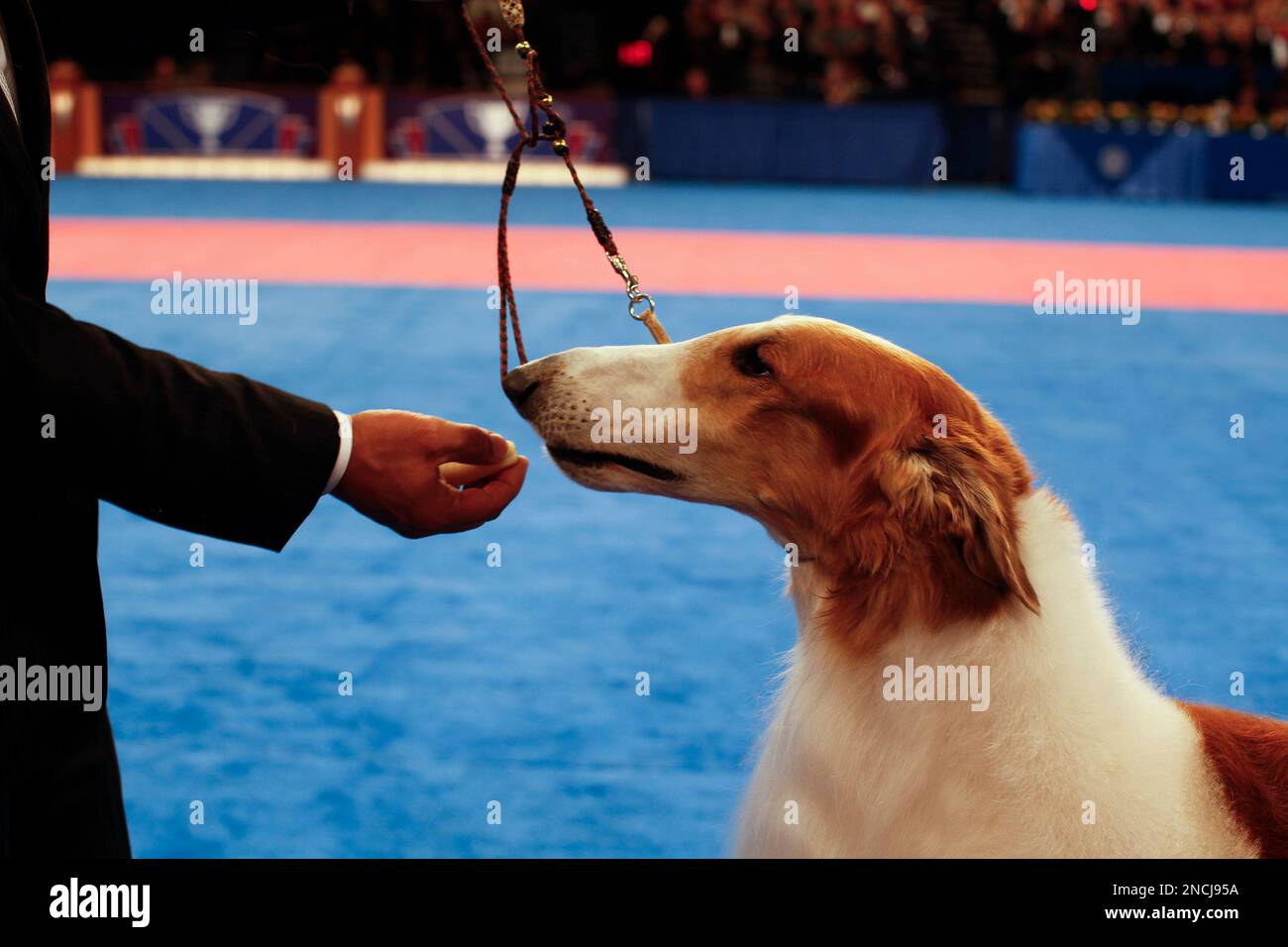 Akc Dog Eukanuba National Championship Nbc Sports Dog Show List