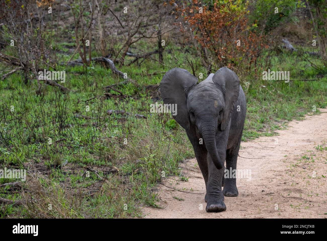 Baby African Elephant walking at the Side of a Dirt Road Stock Photo