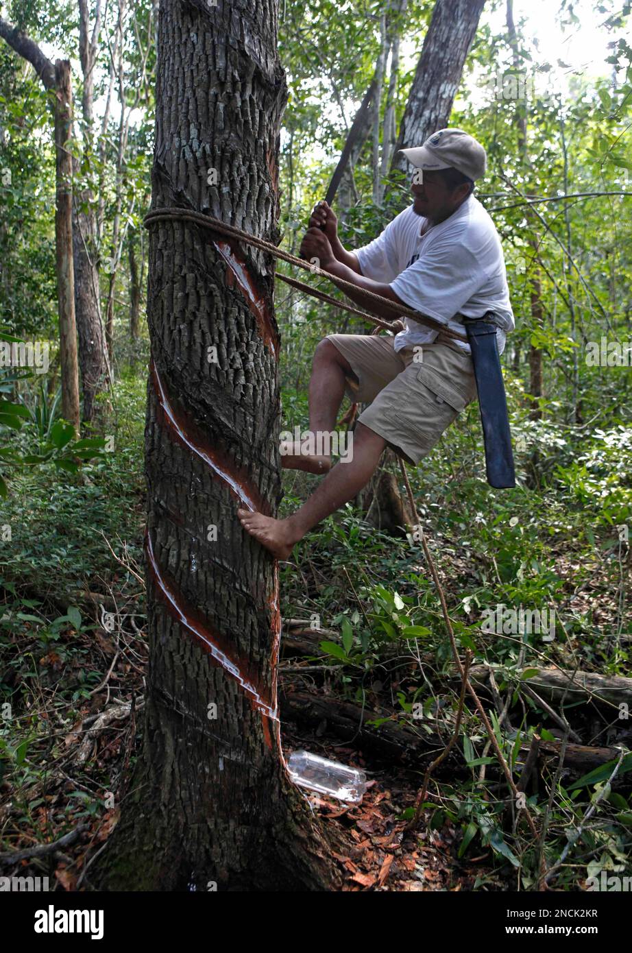 Mayan Indian Pedro Chuc May collects sap from a tree known as 'gum tree',  to produce handcrafted chewing gum in Betania, Mexico, Tuesday, Nov. 30,  2010. During the annual UN Climate Change