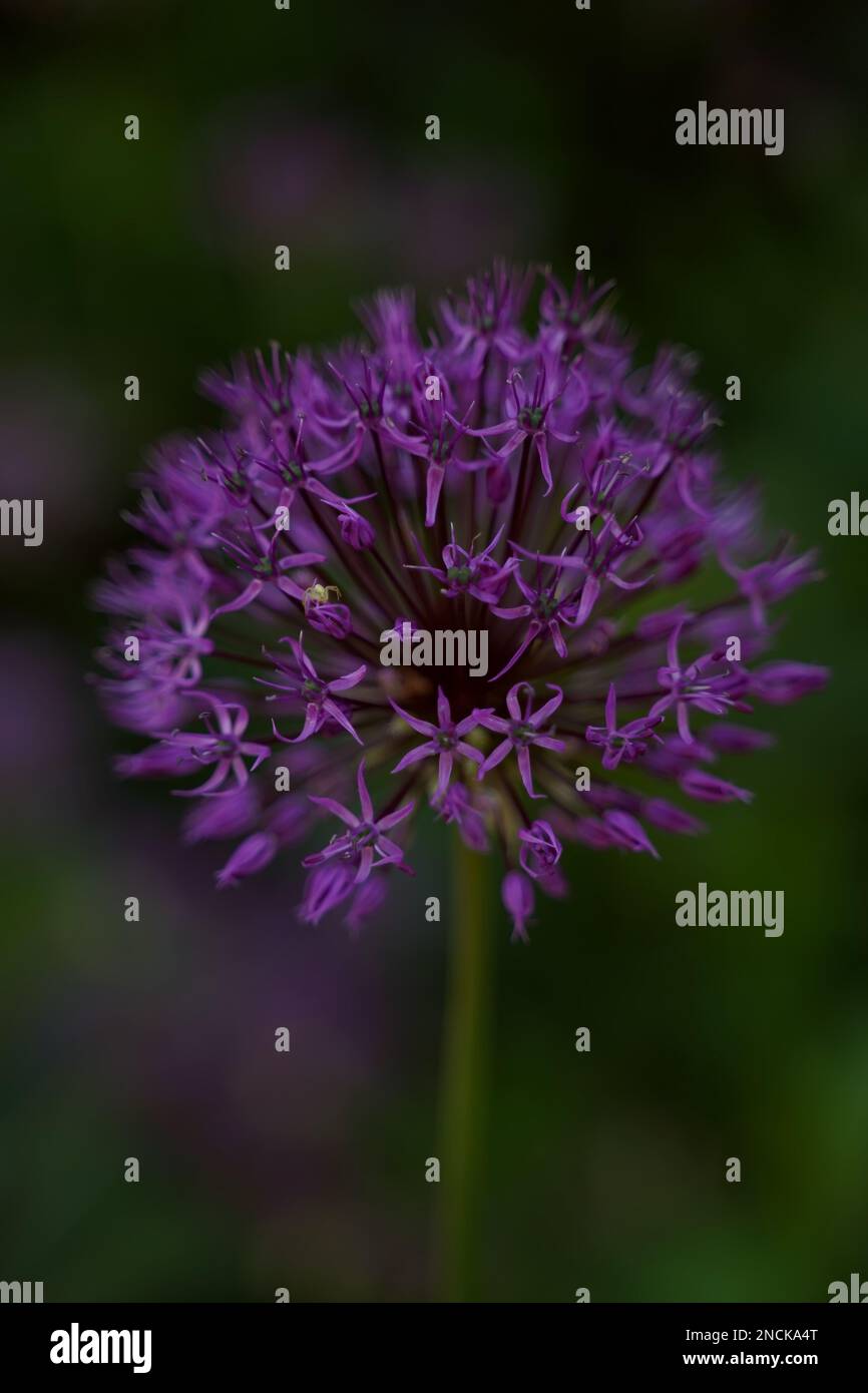 Decorative bow Allium, close-up, selective focus. A spider sits on a flower. Vertical orientation. Stock Photo