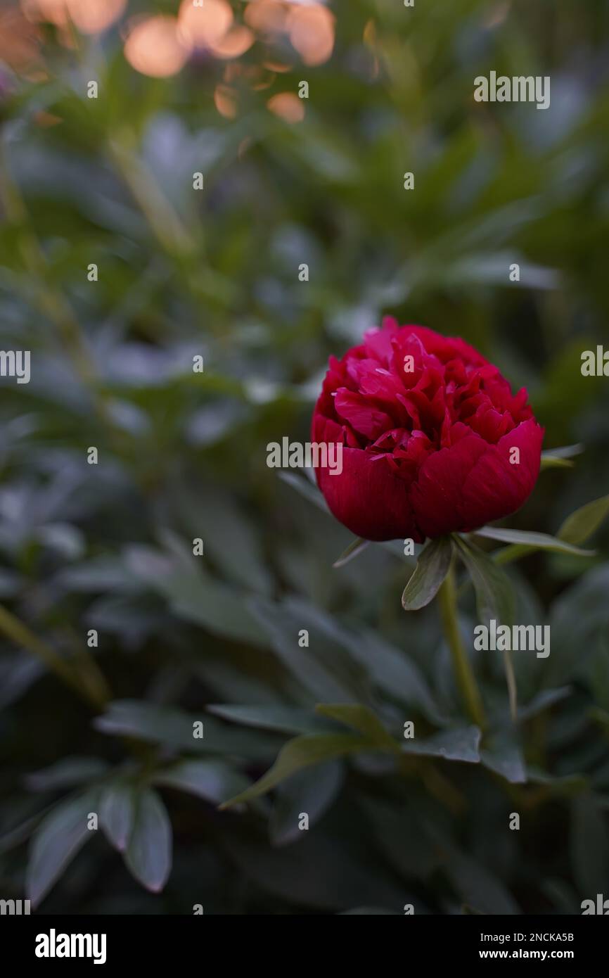 Red peony bud, Red Charm. Blurred background, vertical orientation. Selective focus. Stock Photo