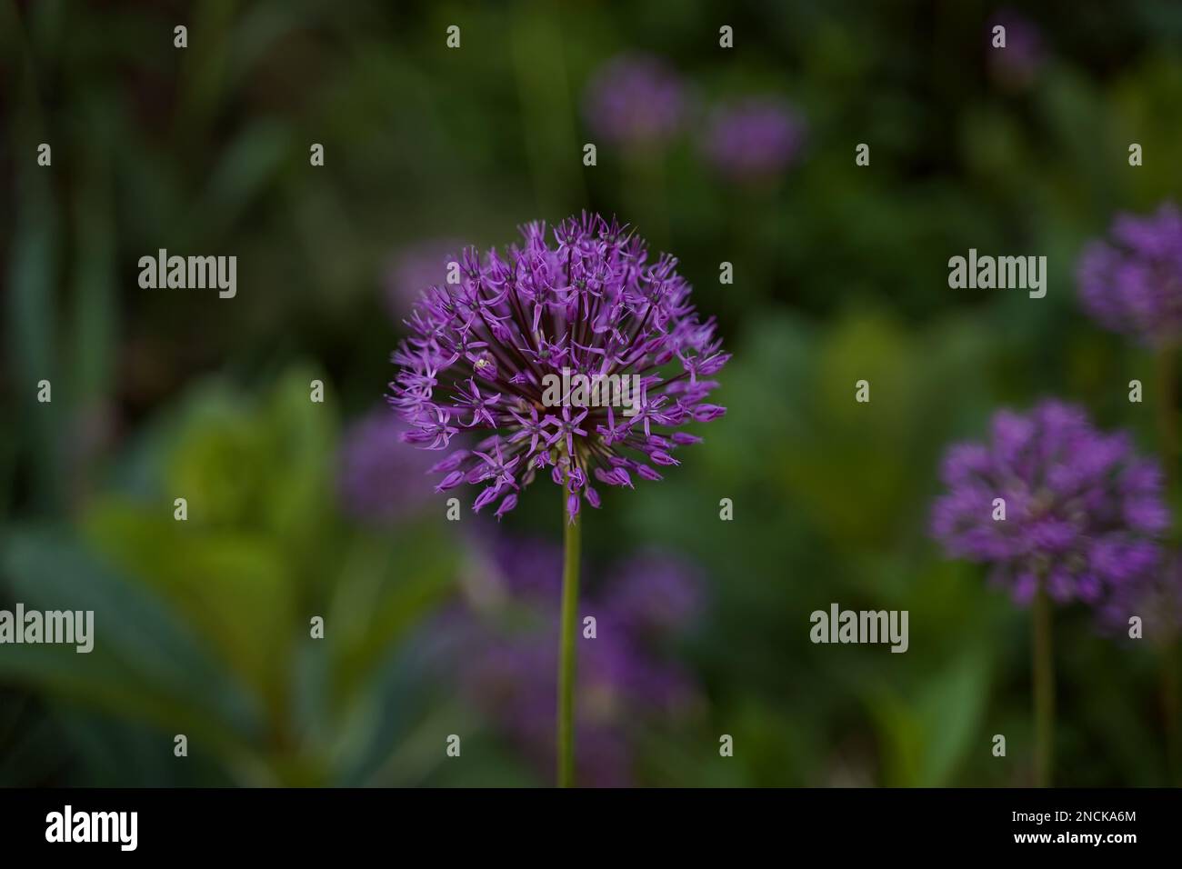 Decorative bow Allium close-up, a violet flower in the form of a ball. Horizontal orientation. Stock Photo