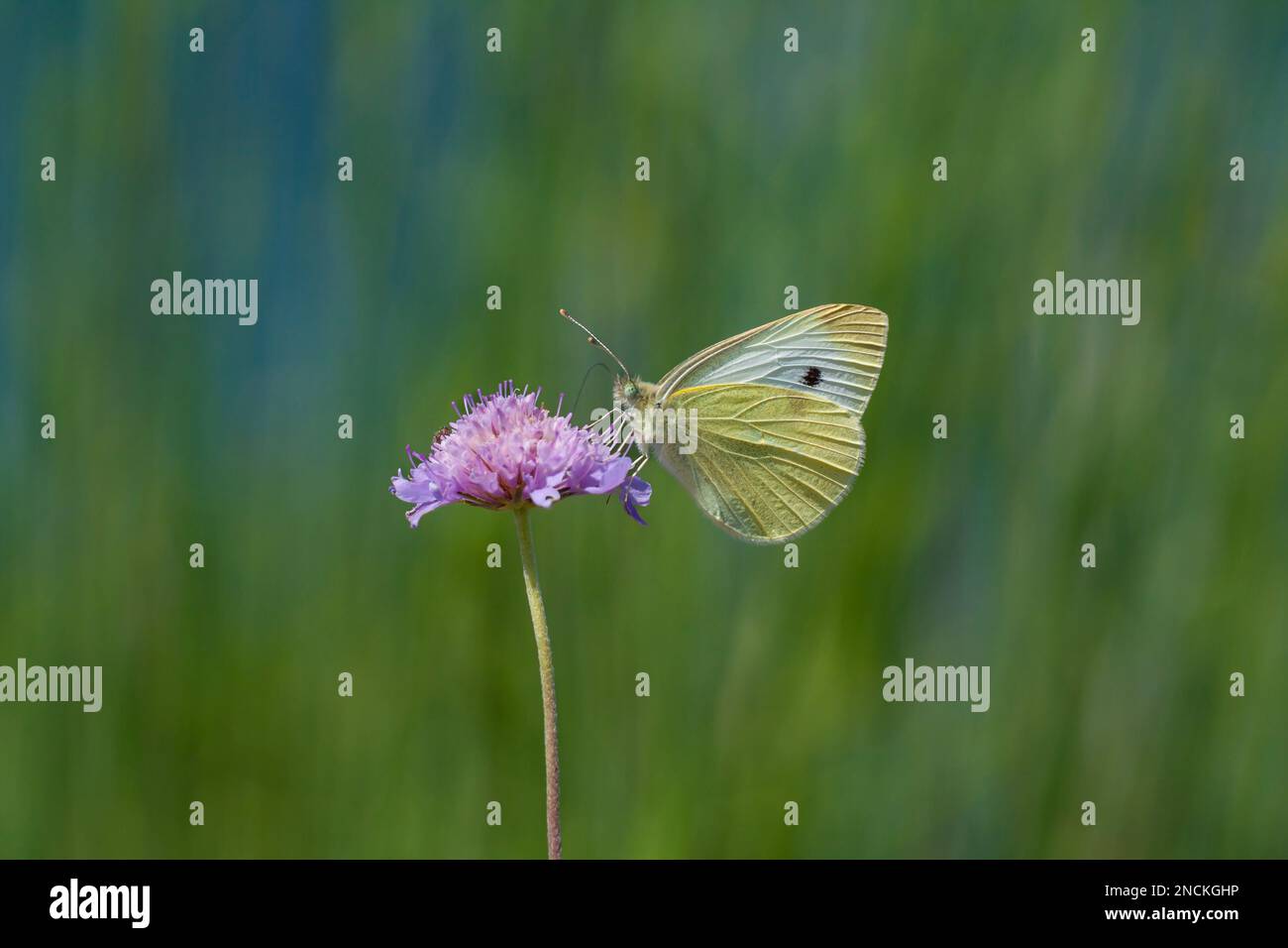 white butterfly feeding on Scabiosa columbaria (Scabies) plant, Small
