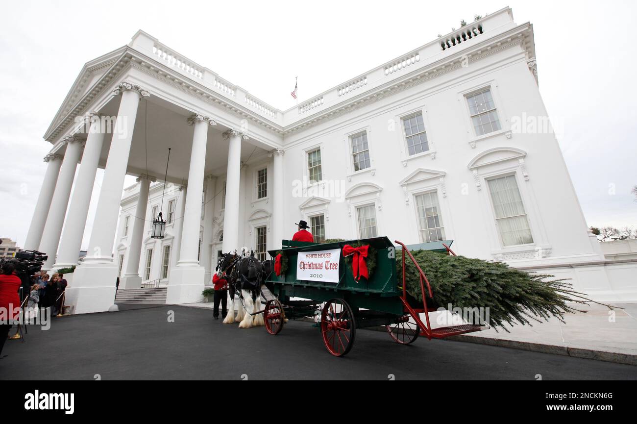 The official White House Christmas tree, a Douglas Fir from the Crystal