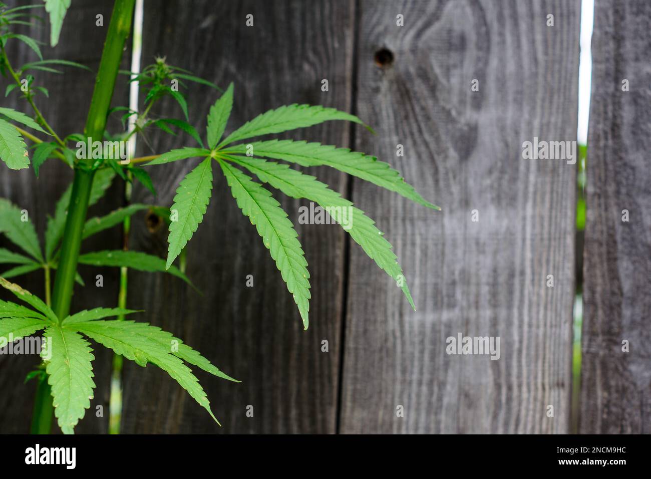 The leaves on the trunk of the wild plant hemp marijuana green on a rustic background of the fence. Stock Photo