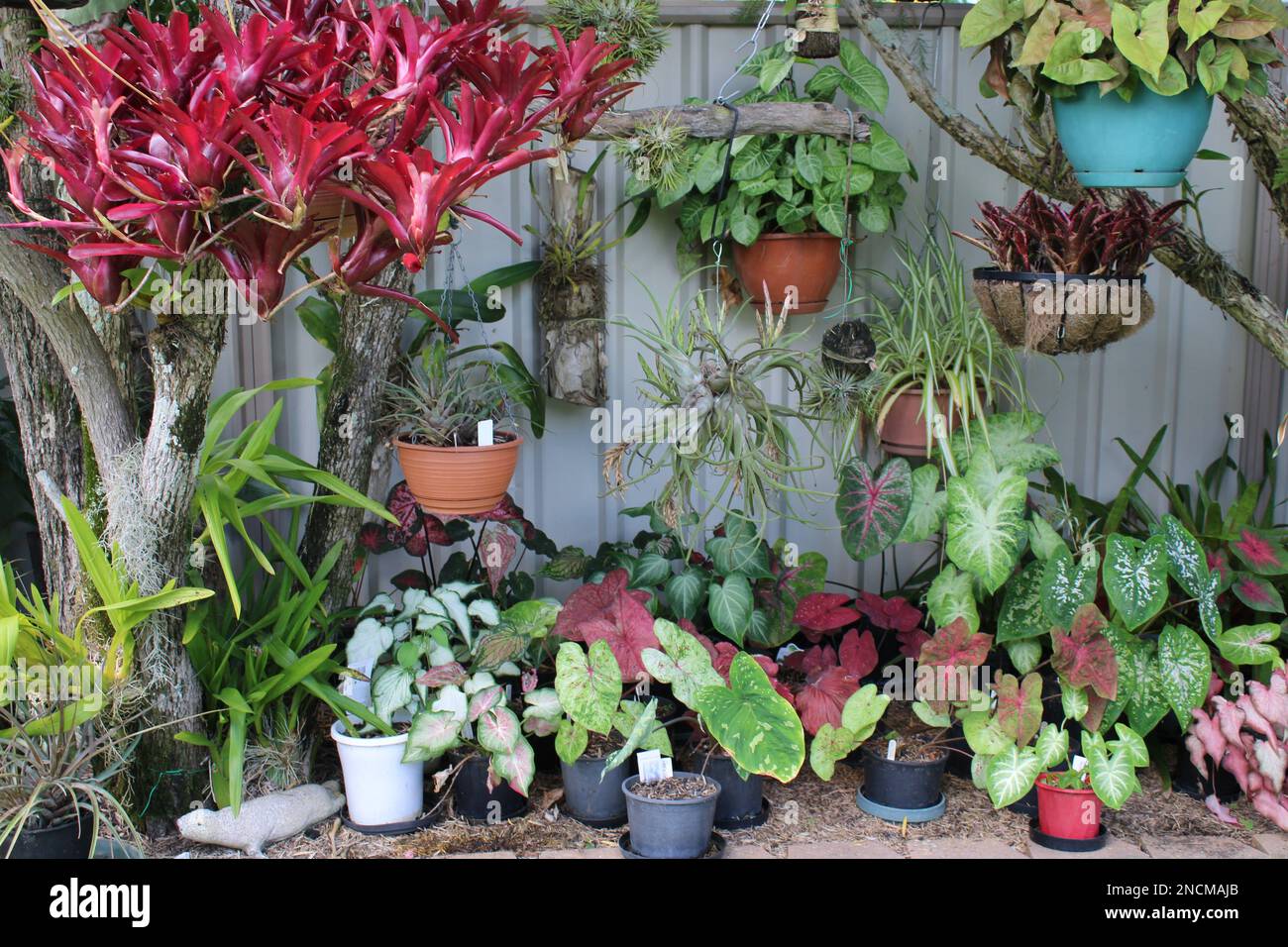 Private Residential Garden, Caladiums and Bromeliads Stock Photo